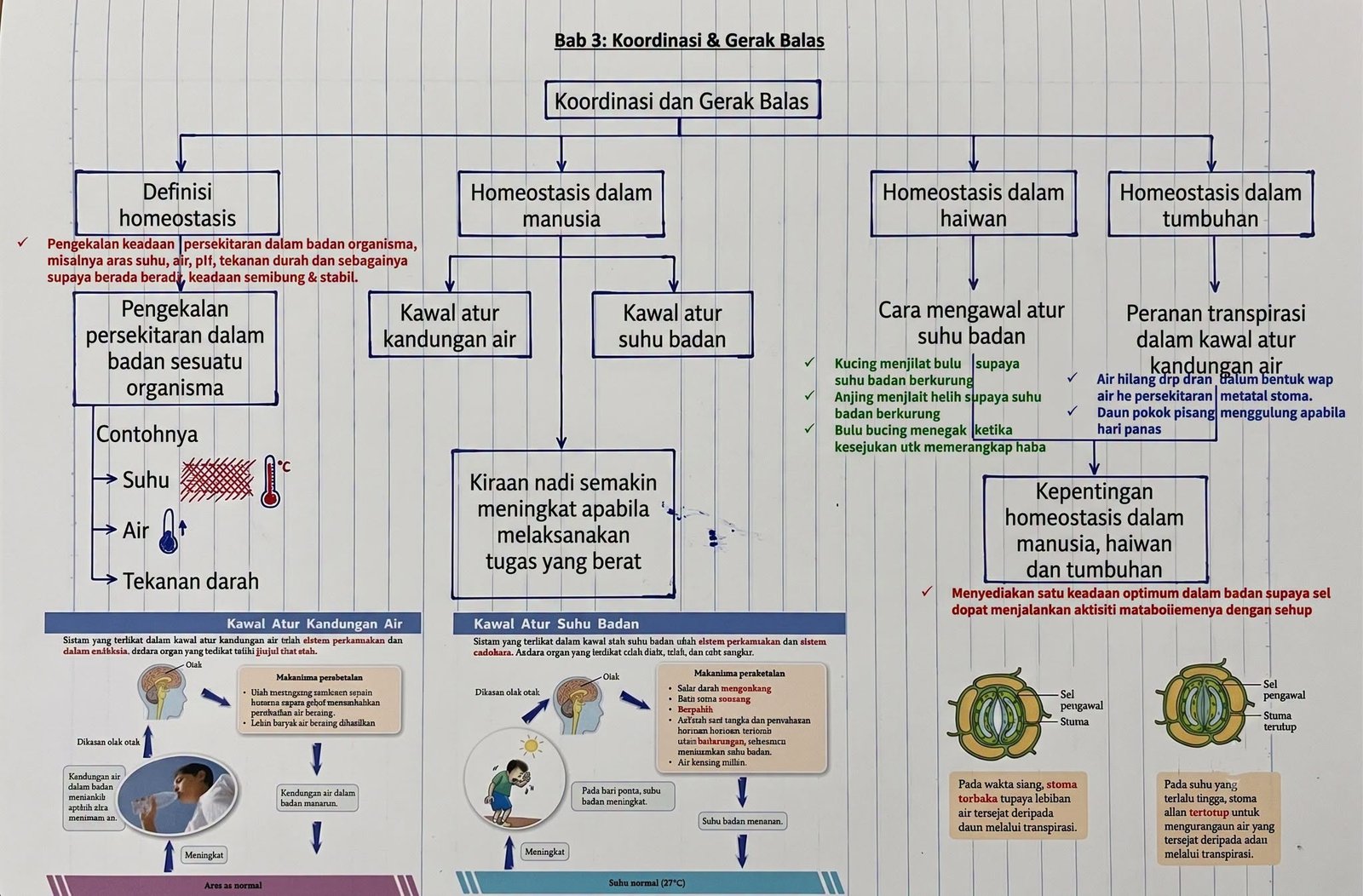 3 Nota Ringkas Sains Tingkatan 1 Bab 3 Koordinasi dan Gerak Balas